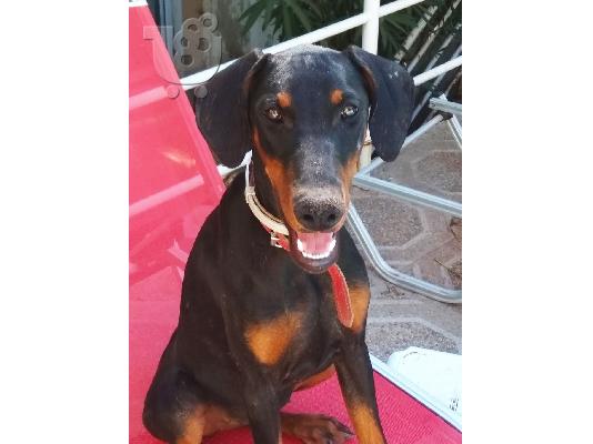 PoulaTo: Θηλυκό Doberman 6 μηνών